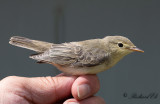 Härmsångare - Icterine Warbler (Hippolais icterina)
