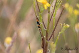 Karminspinnare - Cinnabar moth (Tyria jacobaeae)