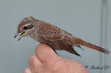 Törnskata - Red-backed Shrike (Lanius collurio)