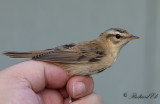 Svsngare - Sedge Warbler (Acrocephalus schoenobaenus)