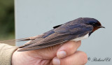 Ladusvala - Barn Swallow (Hirundo rustica)