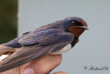 Ladusvala - Barn Swallow (Hirundo rustica)