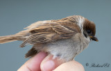 Pilfink - Eurasian Tree Sparrow (Passer montanus)