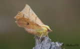 Alflikmtare - Canary-shouldered Thorn (Ennomos alniaria)