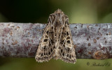 Vitribbat fltfly - Feathered Gothic (Tholera decimalis)