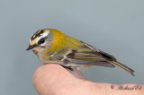 Brandkronad kungsfågel - Common Firecrest (Regulus ignicapillus)
