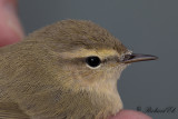 Sibirisk gransngare - Siberian Chiffchaff (Phylloscopus collybita tristis)