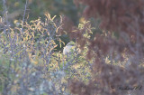 Brun törnskata - Brown Shrike (Lanius cristatus)