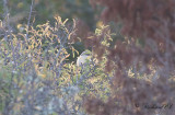 Brun trnskata - Brown Shrike (Lanius cristatus)