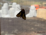 Slender Burnished Brass (Thysanoplusia orichalcea)