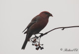 Tallbit - Pine Grosbeak (Pinicola enucleator)