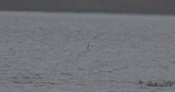 Skggtrna - Whiskered Tern (Chlidonias hybrida)