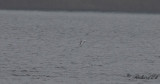 Skäggtärna - Whiskered Tern (Chlidonias hybrida)