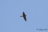 Pilgrimsfalk - Peregrine Falcon (Falco peregrinus)