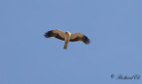 Dvrgrn - Booted Eagle (Hieraaetus pennatus)