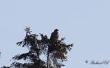 Stäppörn - Steppe Eagle (Aquila nipalensis)