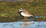 Större strandpipare - Common Ringed Plover (Charadrius hiaticula)