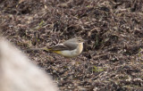 Forsärla - Grey Wagtail (Motacilla cinerea)