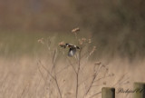 Svarthakad buskskvtta - European Stonechat (Saxicola rubicola)