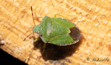 Grn brfis - Green Shield Bug (Palomena prasina) 