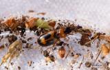 Hagbroklöpare (Badister bullatus)