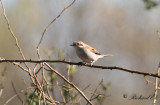 Törnskata - Red-backed Shrike (Lanius collurio)