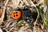 Nyckelpigespindel - Ladybird spider (Eresus sandaliatus)