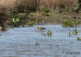 Rödspov - Black-tailed Godwit (Limosa limosa)