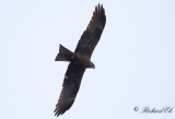 Brun glada - Black Kite (Milvus migrans)