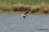 Dvärgmås - Little Gull (Larus minutus)