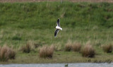 Dvärgmås - Little Gull (Larus minutus)