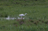 Ägretthäger - Great Egret (Ardea alba)