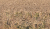 Svarthakad buskskvätta - Stonechat (Saxicola rubicola)
