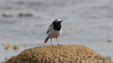 Masksädesärla - Masked Wagtail (Motacilla alba personata)
