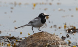 Masksädesärla - Masked Wagtail (Motacilla alba personata)