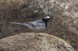 Masksdesrla - Masked Wagtail (Motacilla alba personata)