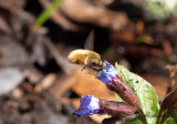 Stor svävfluga - Large Bee-fly (Bombylius major)