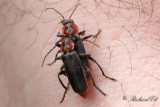 Cantharis rustica