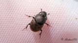 Rakhorndyvel (Onthophagus nuchicornis)