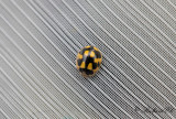 Schackbrdspiga - Fourteen spot ladybird (Propylea quatuordecimpunctata)