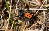 Nyckelpigespindel - Ladybird spider (Eresus sandaliatus)