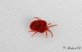 Trombidium holosericeum