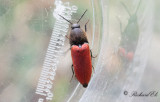 Ampedus sanguineus?