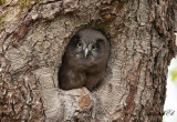 Pärluggla - Boreal Owl (Aegolius funereus)