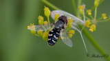 Hoverfly sp.
