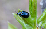 Allövbagge (Agelastica alni)