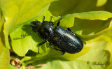 Lundblåoxe (Platycerus caraboides)