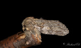 Ektandvinge - Great Prominent (Peridea anceps)