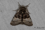 Hasselfly - Nut-tree Tussock (Colocasia coryli)