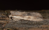 Grbrunt trfly - Pale Pinion (Lithophane socia)